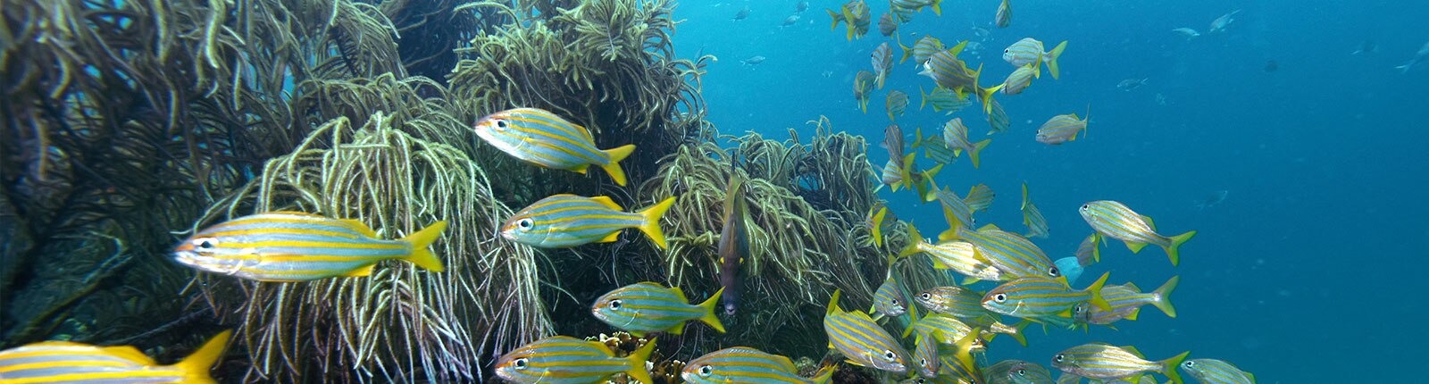 Multi-colored fish swimming along the reef in Barbados