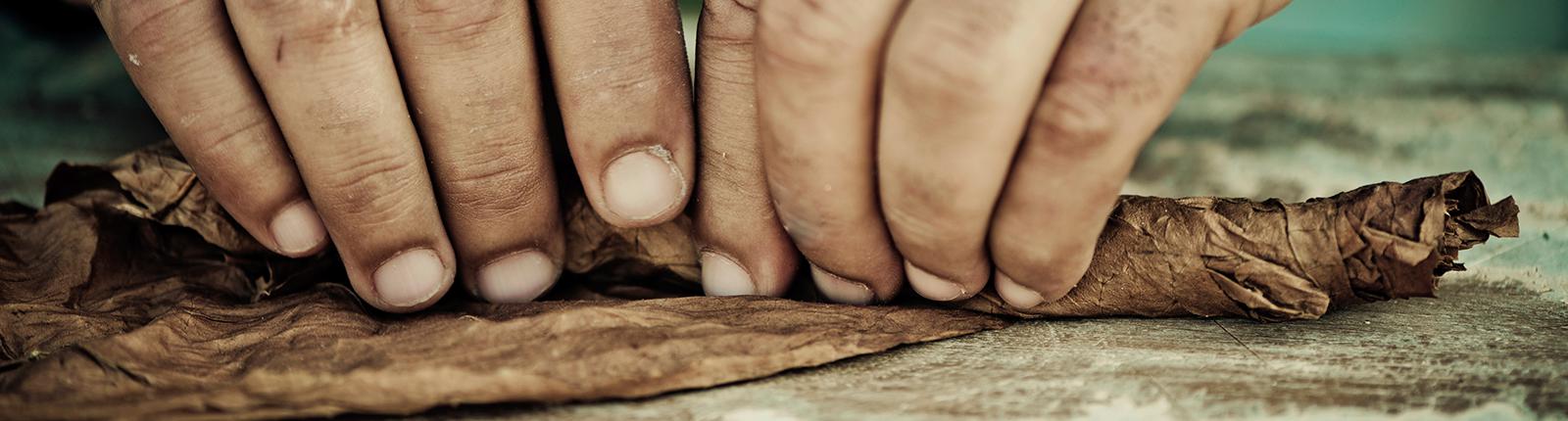 A Cuban cigar being rolled in Ybor City in Tampa, FL
