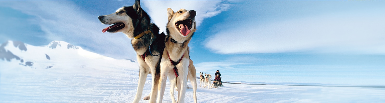 Dog sledding in Juneau Alaska