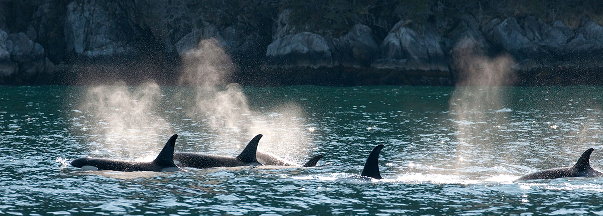 whale watching while cruising the inside passage