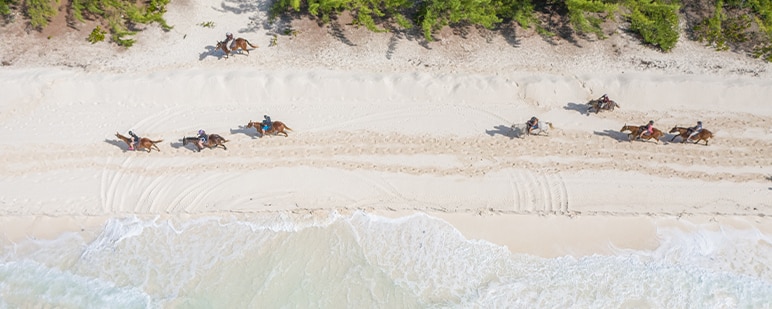 aerial view of guests on a horseback ride along the shore in half moon cay