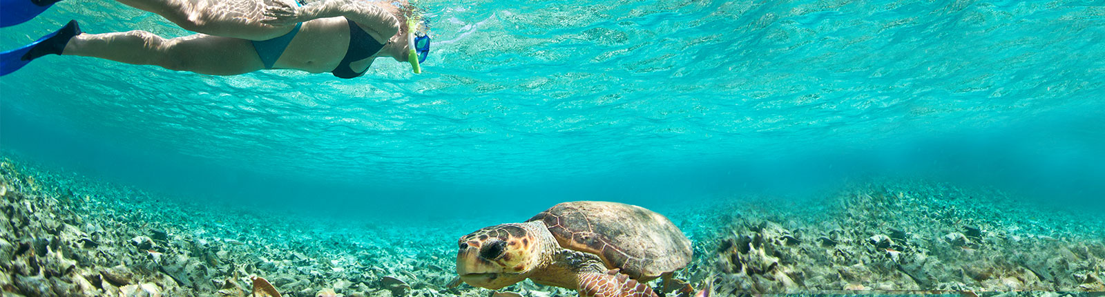 Snorkeling in the blue waters with a turtle in Belize