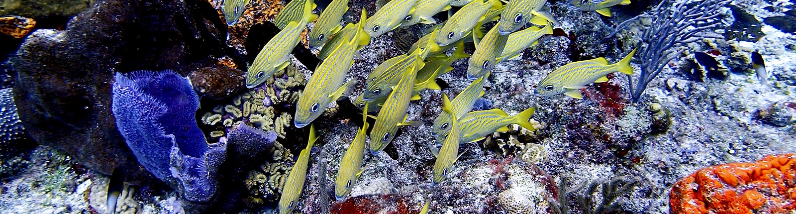 Beautiful shot of a school of fish amongst coral in the Bermuda sea