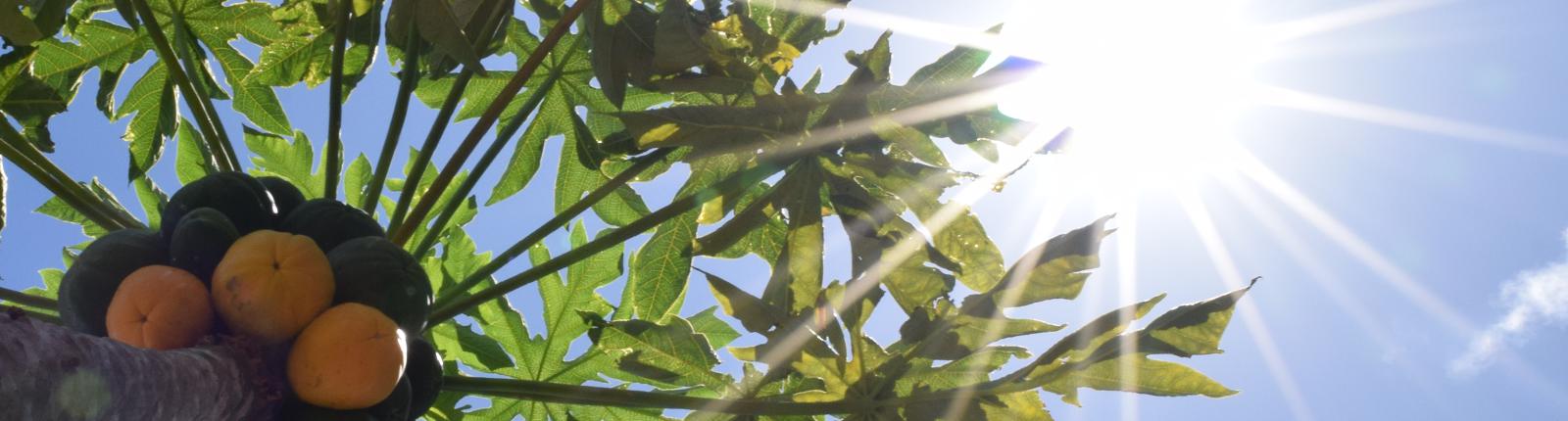 Warm Maui sun piercing through the rich green leaves of a tree with yellow fruits