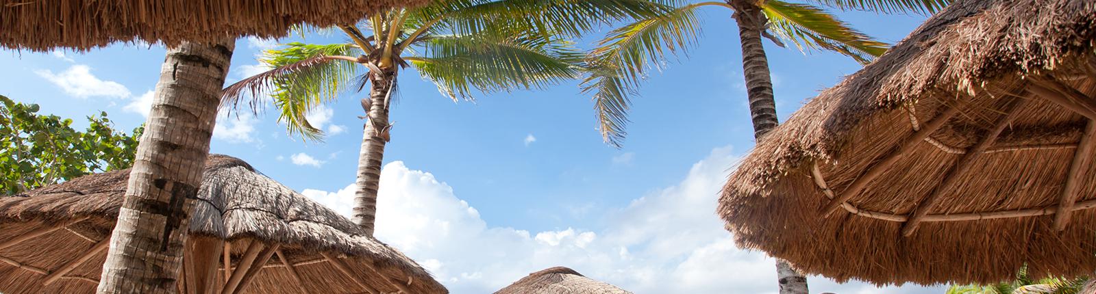 Close-up shot of a thatch hut and palms trees in Costa Maya, Mexico