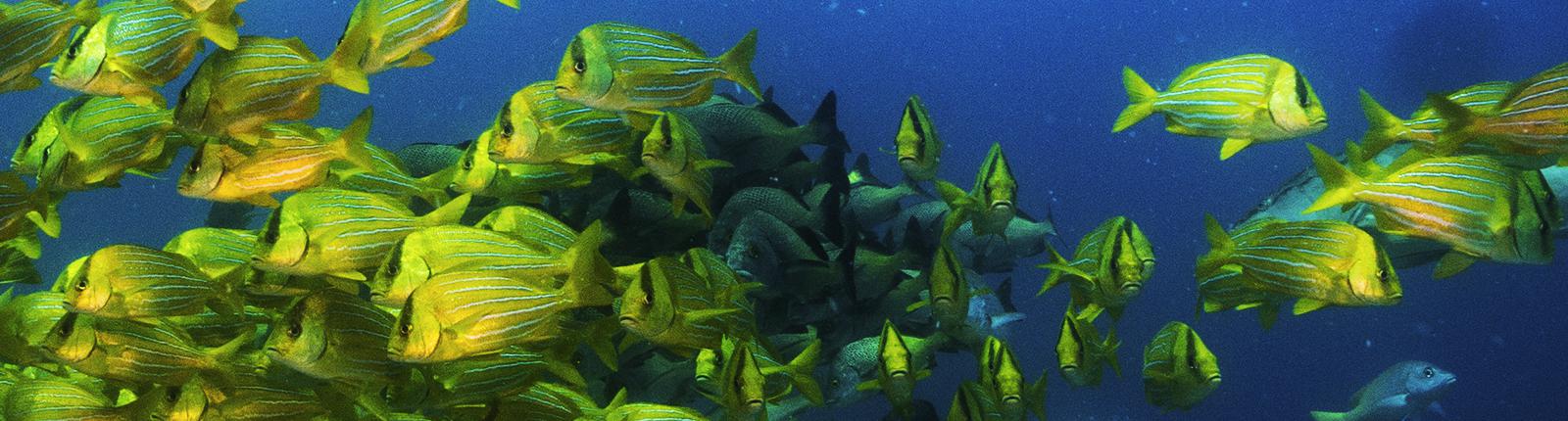 School of fish in the deep blue waters of Costa Maya, Mexico