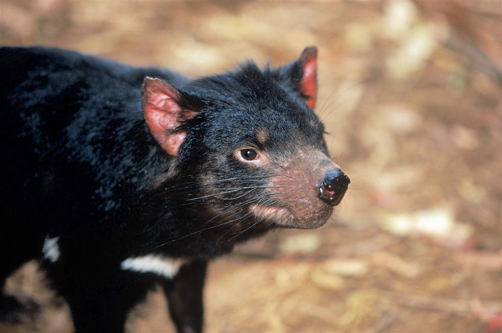 Тасманский дьявол фото животного в хорошем качестве